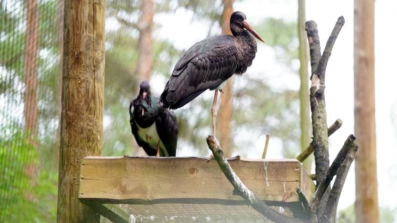 Lidl - melnā stārķa atbalstītājs Rīgas Zoo image